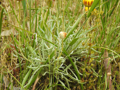 Leucochrysum albicans albicans