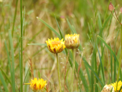 Leucochrysum albicans albicans