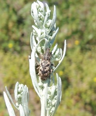 Cyphocleonus dealbatus