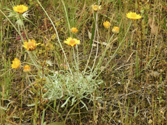 Leucochrysum albicans albicans