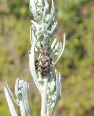 Cyphocleonus dealbatus