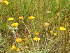Leucochrysum albicans albicans