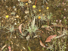 Leucochrysum albicans albicans