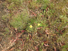 Leucochrysum albicans albicans