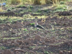 Vanellus resplendens