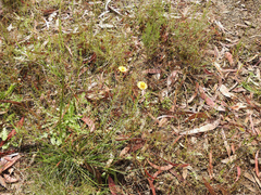 Leucochrysum albicans albicans