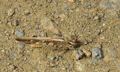 Acrotylus