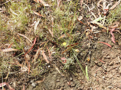 Leucochrysum albicans albicans