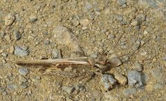 Acrotylus