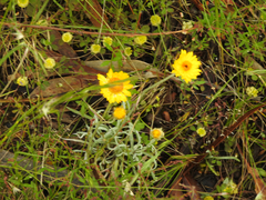 Leucochrysum albicans albicans