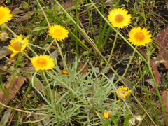 Leucochrysum albicans albicans