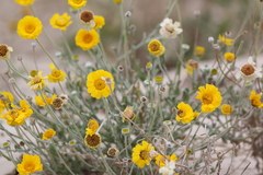 Baileya multiradiata