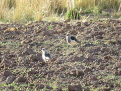 Vanellus resplendens