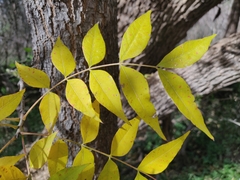 Juglans major