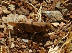 Oedipodinae