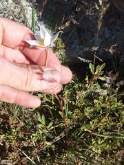 Cyanella alba