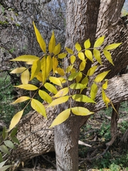 Juglans major