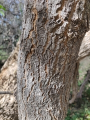 Juglans major