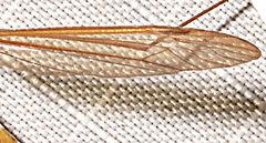 Nephrotoma macrocera