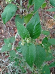 Croton ciliatoglandulifer