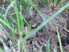 Pseudopaludicola falcipes