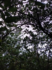 Rhipidura fuliginosa