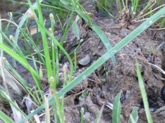 Pseudopaludicola falcipes