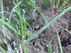 Pseudopaludicola falcipes