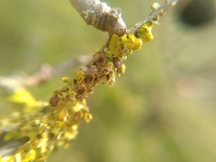 Arthonia parietinaria