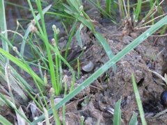 Pseudopaludicola falcipes