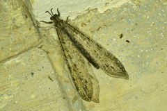Vella fallax