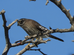 Spiziapteryx circumcincta