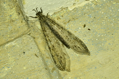 Vella fallax
