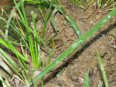 Pseudopaludicola falcipes