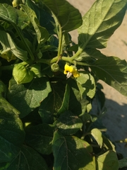 Physalis cinerascens