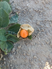 Physalis cinerascens