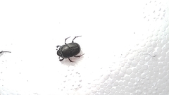 Onthophagus taurus