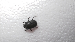 Onthophagus taurus