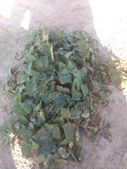 Physalis cinerascens