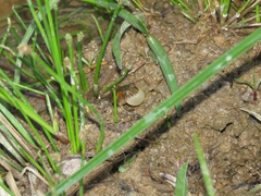 Pseudopaludicola falcipes