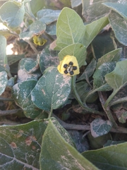 Physalis cinerascens