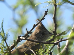 Rhinocrypta lanceolata