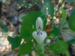 Dicliptera thlaspioides