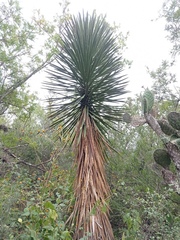 Yucca filifera