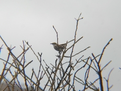 Mimus longicaudatus
