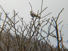 Mimus longicaudatus