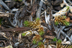 Selaginella cinerascens