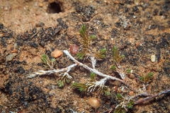 Selaginella cinerascens