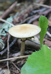 Agrocybe praecox