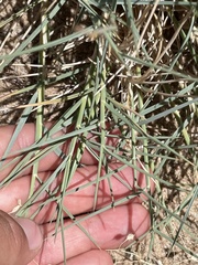 Muhlenbergia pungens